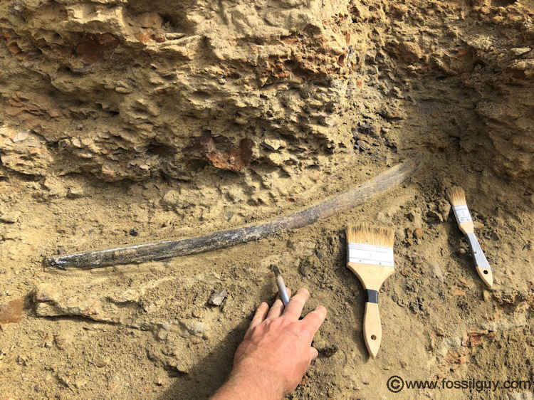 This is the Edmontosaurus fossil rib being excavated.