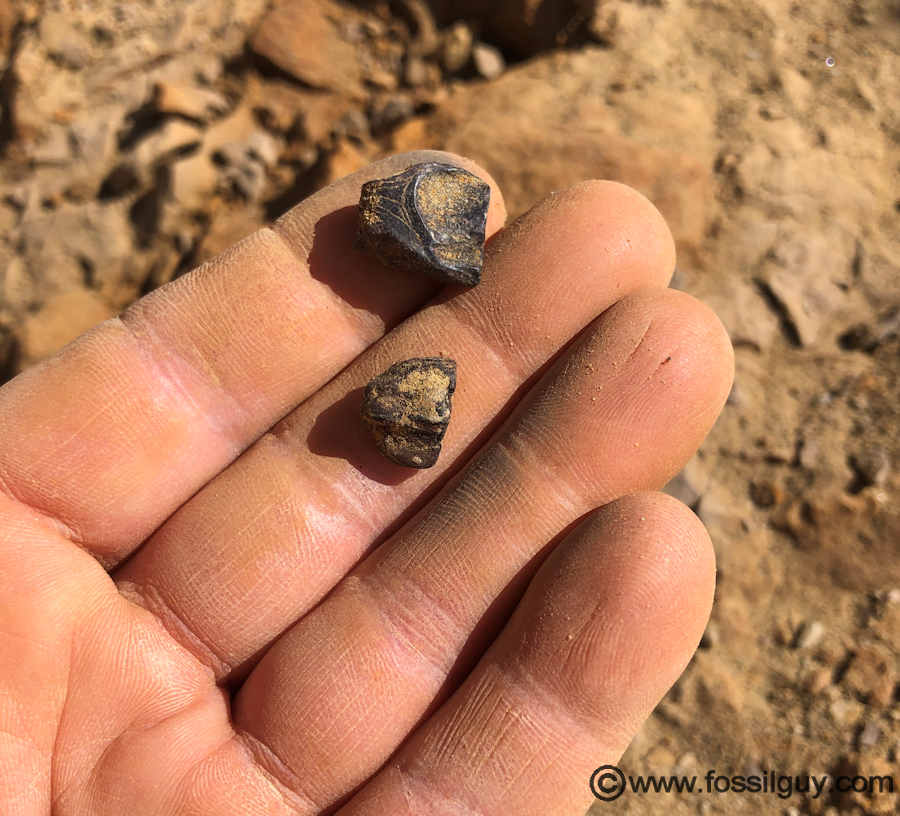 Edmontosaurus 'spitter' teeth.  These are heavily worn teeth that are shed from their mouths.  They are fairly common in the Hell Creek.