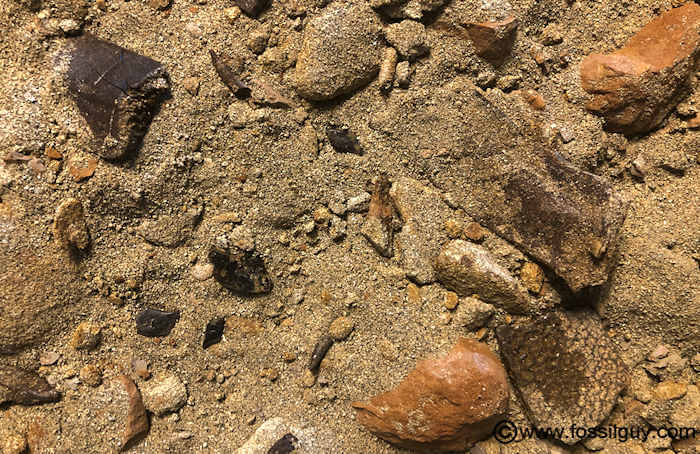 These are typical fossils found in the Hell Creek Formation.  This section contains water rounded clay pebbles, and sand.  Fossils include turtle shell fragments, small crocodile teeth, gar fish scales, and small dinosaur bone fragments.