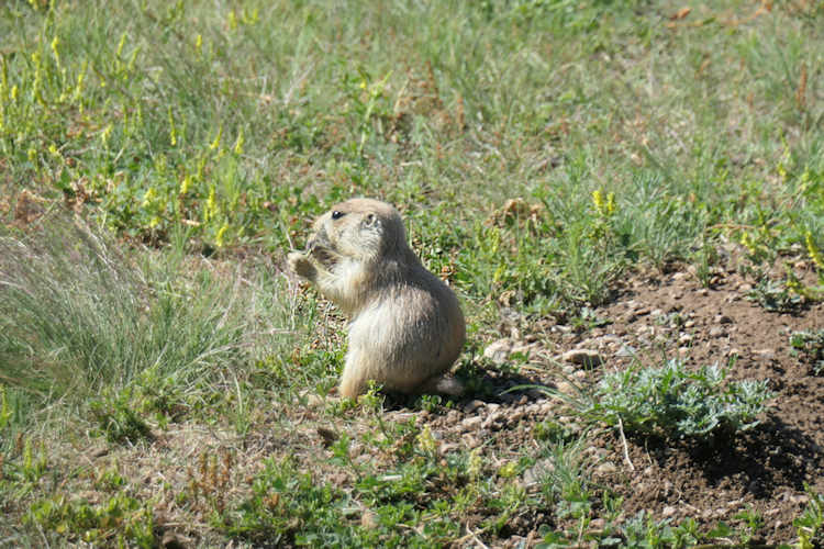 Don't foget to check out the Prairie dogs at the base of Devils Tower!