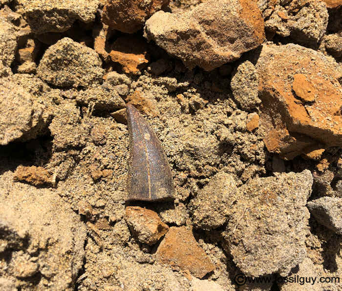 Yet another Tyrannosaurus rex tooth found.  This is another beautiful tooth.  Not found by me.