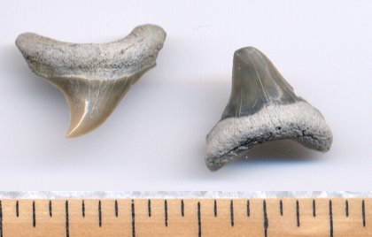 Two small thresher shark teeth