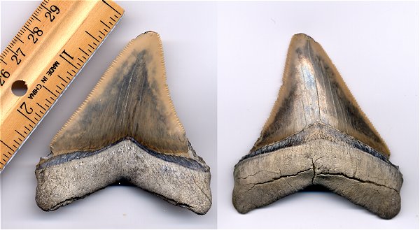 Close-up of a chipped C. subauriculatus (chubutensis) shark tooth. The megatooth shark has a 3 inch slant length.