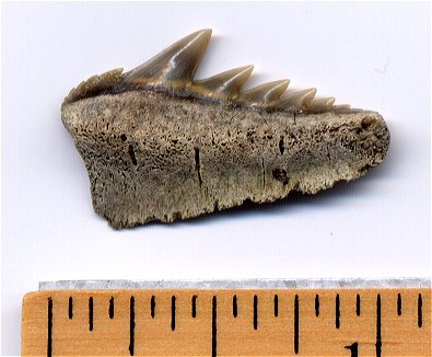 A nice little fossil cow shark tooth.