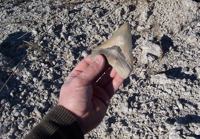 Here is the near perfect megalodon shark tooth when found.