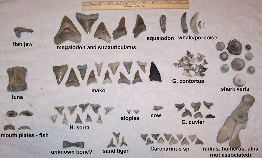 Here are most of the finds for the trip, including some nice fossil Megalodon teeth.  I forgot to scan the marlin beak.