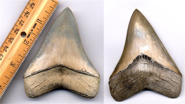 Close-up of the nice fossil megalodon shark tooth. It has a 3 7/8 inch slant length.