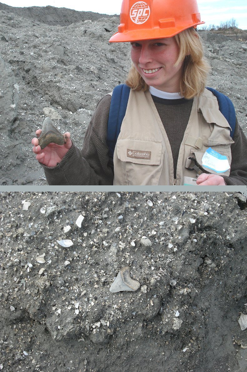 Here is the 2 7/8 inch (slant height) megalodon shark tooth when found..