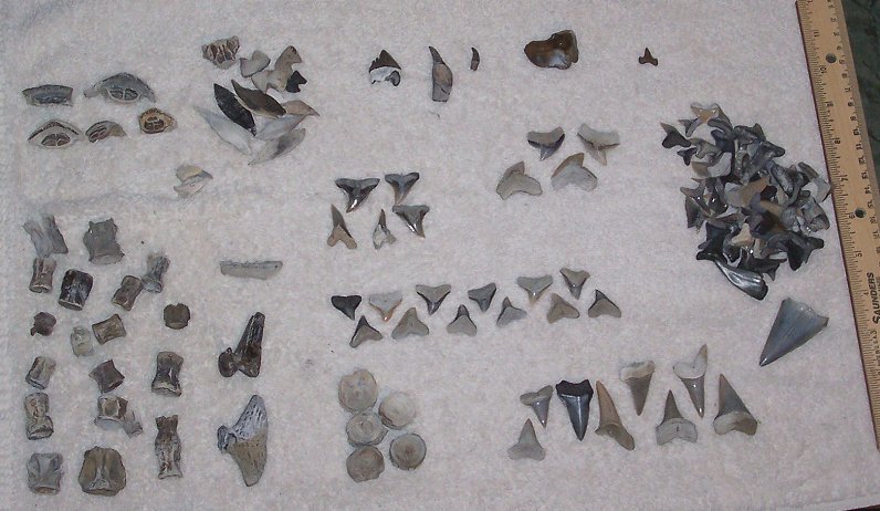 These are some of the fossil finds from the trip.