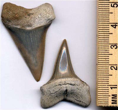 These are some of the extinct white teeth (C. hastalis) found at the mine.