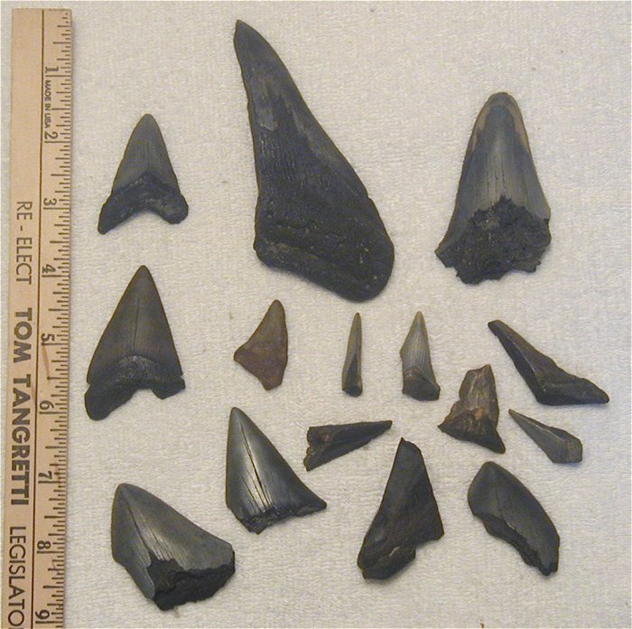 These are our diving finds. Actually, his dad gave amy some of the broken blades.