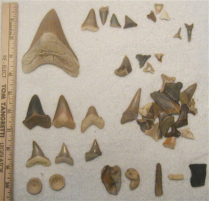 Heres our finds from the superpit.  A few nice angy's and a killer meg!
The 4 blades to the right of the meg are great white blades.