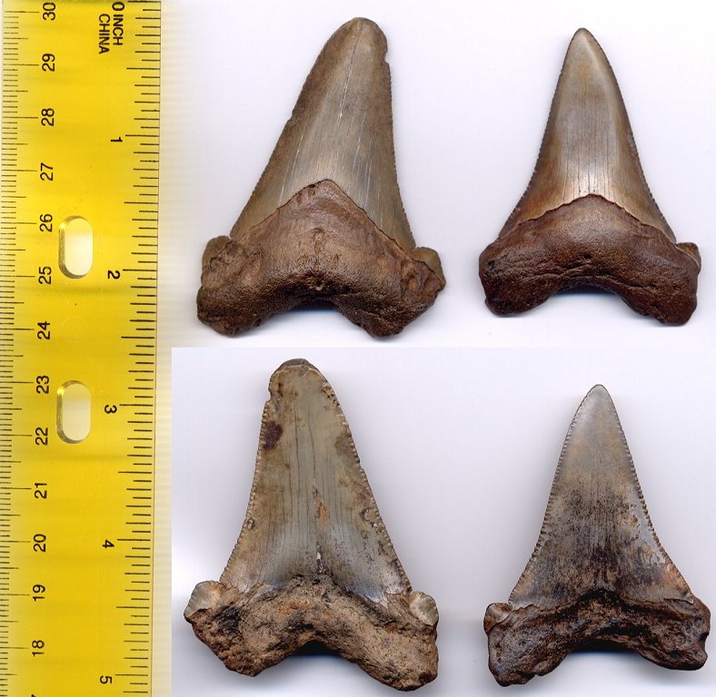 And finally, a close up of the two angustiden fossil shark teeth. The little one has a 2 3/8 inch slant,
 and the larger one has a 2 5/8 inch slant.