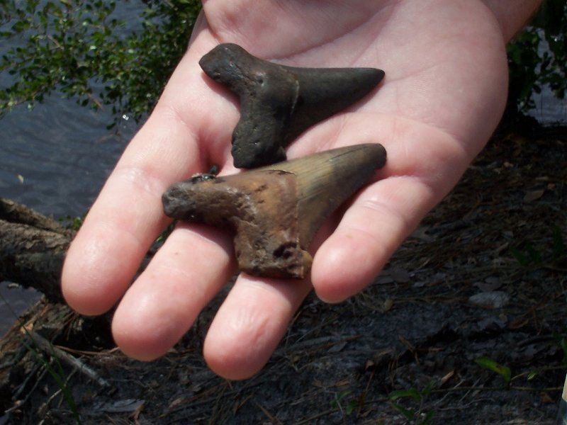 These are the two Angustidens fossil shark teeth I found.