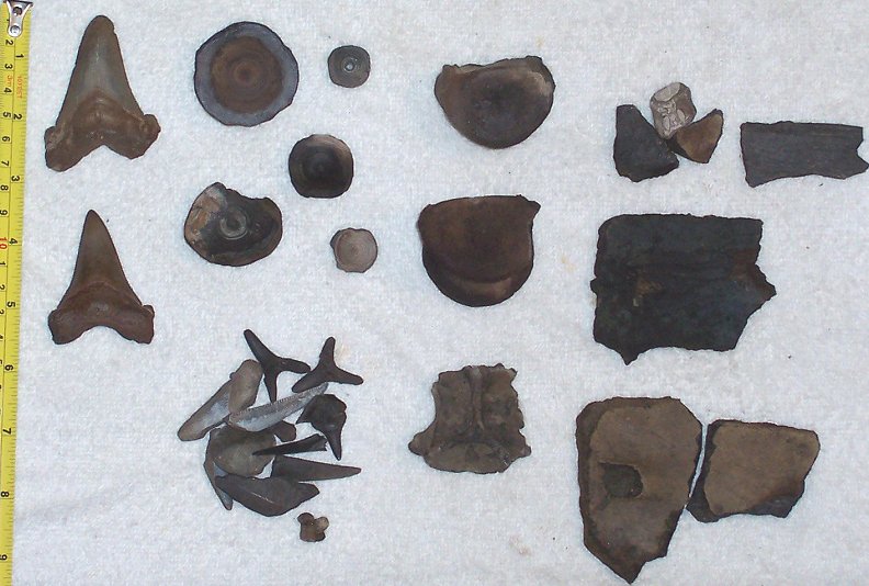 Here are my diving finds.  Not allot, nothing of high quality, but I still like the two angustidens fossil shark teeth - predecessors to the megalodon shark!