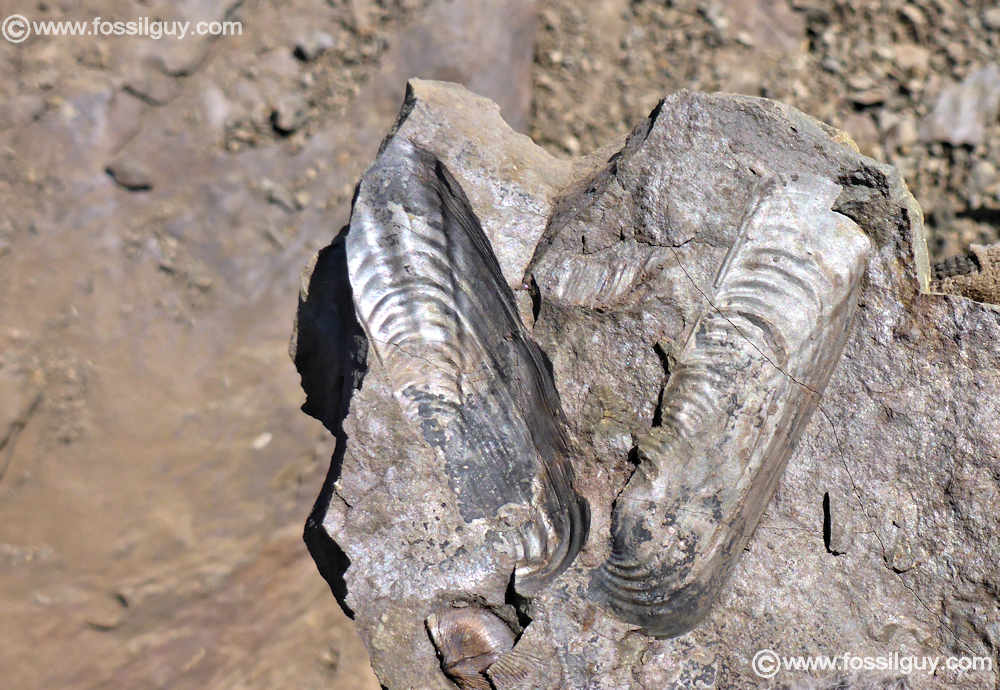An Orthonota razor clam - These are some of the coolest fossils in the Mahantango.