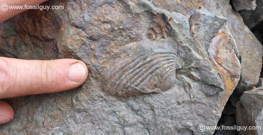 A bivalve fossil - Grammysioidea sp.