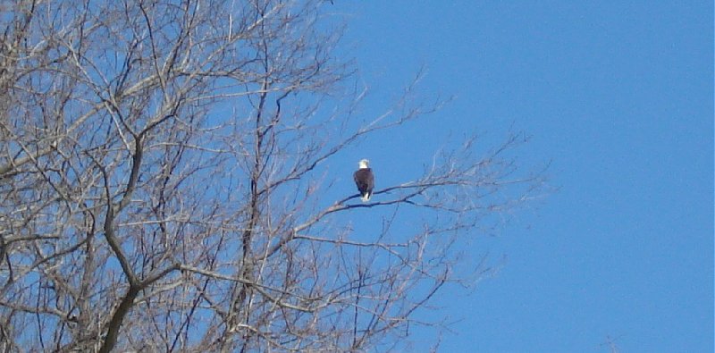We spotted an eagle while at the bay.  It's a little blurry; I need to start bringing my tripod along.