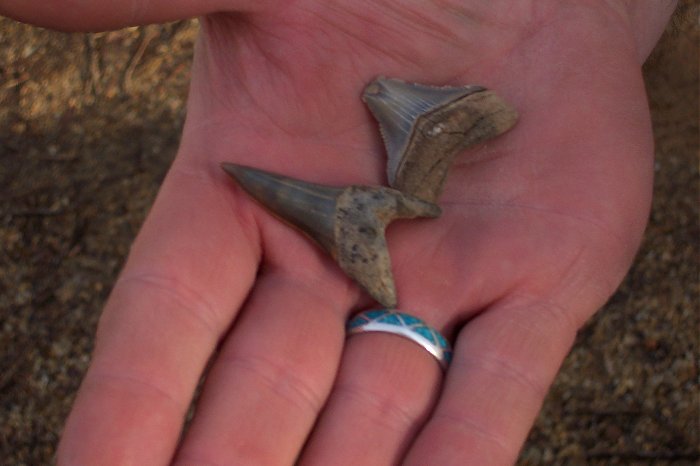 Here are Pauls better finds of the trip, a nice 2 inch mako (Giant White), and a small chipped megalodon.