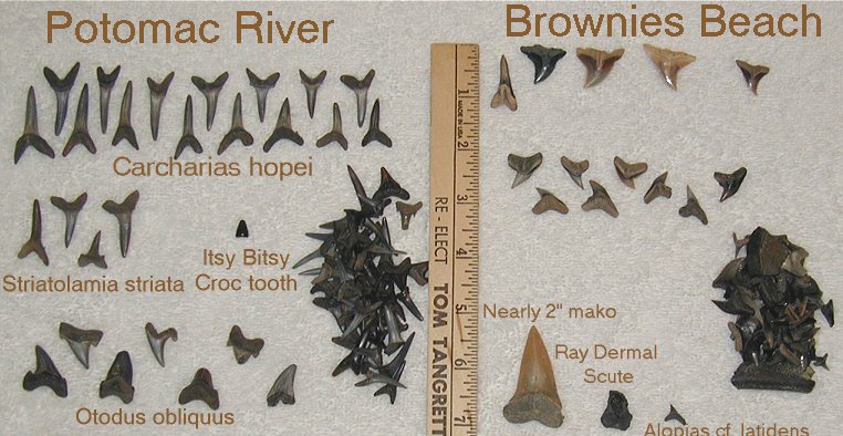Some of the fossils found during the Potomac River and Calvert Cliffs fossil trip.