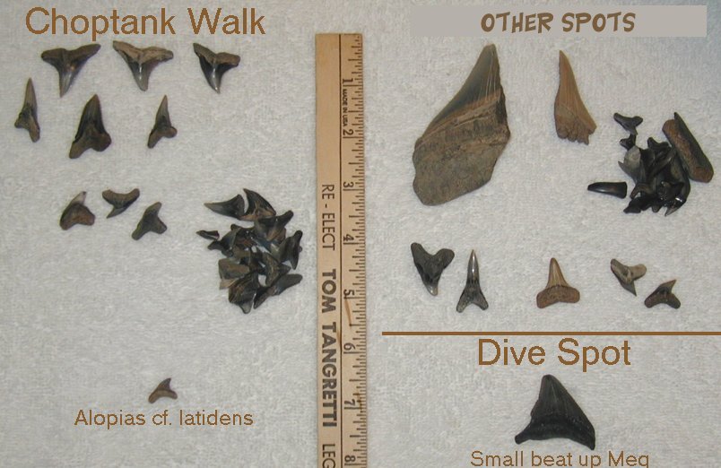 Here are some more fossils found at the Calvert Cliffs from the trip.