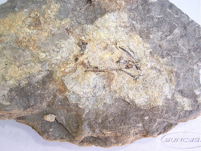 Here is the fish, some vertebra can be seen in this image.