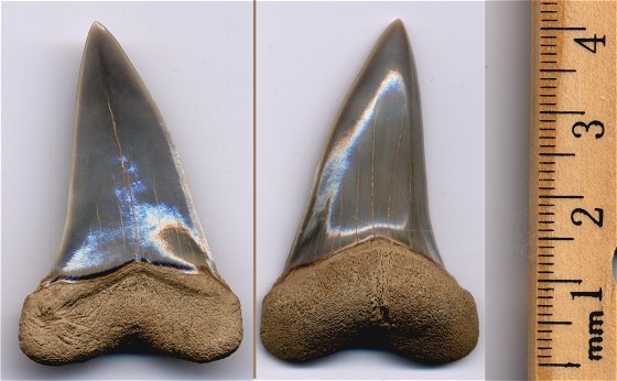 This C. hastalis tooth (Extinct white shark) came out of a slump from zone 13 and never touched the water!  I even left it in the matrix for display.  