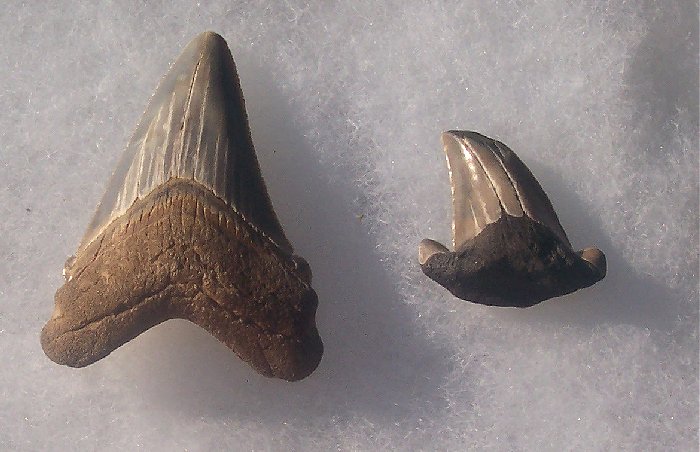 Some more of Paleoscans finds.  The tooth on the right is actually a transitional tooth, it has tiny serrations running halfway up the blade.