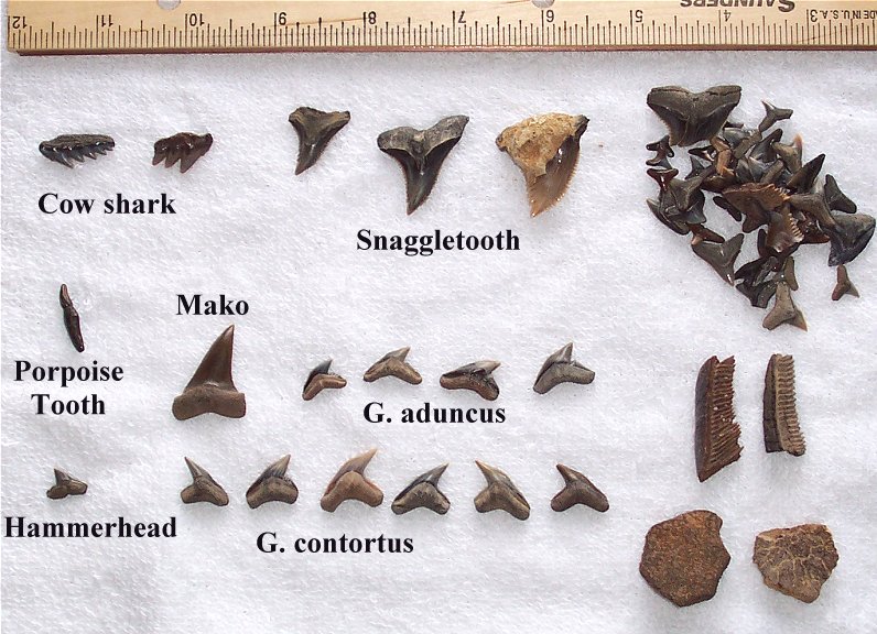 These are the fossil finds from the trip.