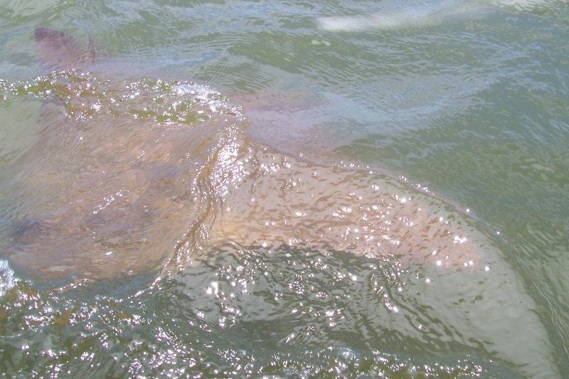 Here's a close up of a cow nosed ray inches below the water. In the kayak you can sneak up on all kinds of wildlife.