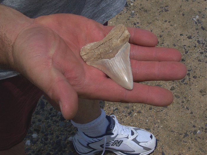 This is the ~3 inch white meg that Paul found. It looks like it was leached by groundwater.  A very nice find!