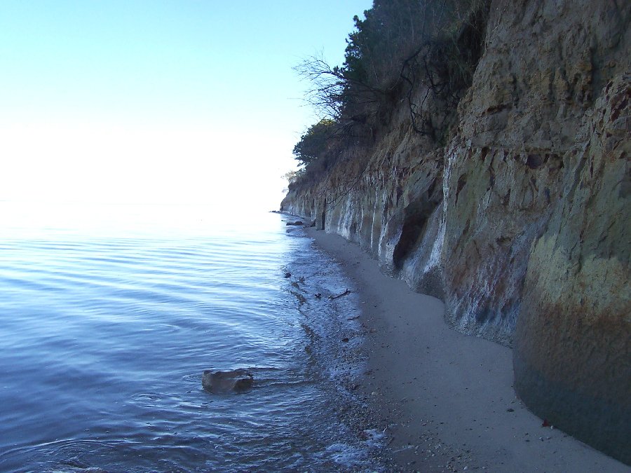 Another image of fossil bearing cliff exposures along the Chesapeake bay.
