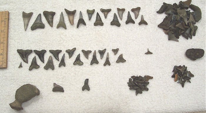 These are most of my finds. There are some nice C. hastalis teeth, a few large H. serra teeth, a small posterior meg, and a pathological H. serra.