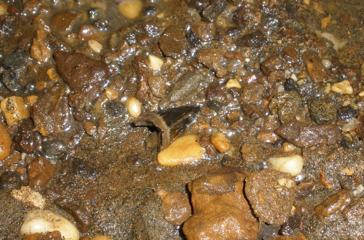 Mosasaur tooth at Big Brook