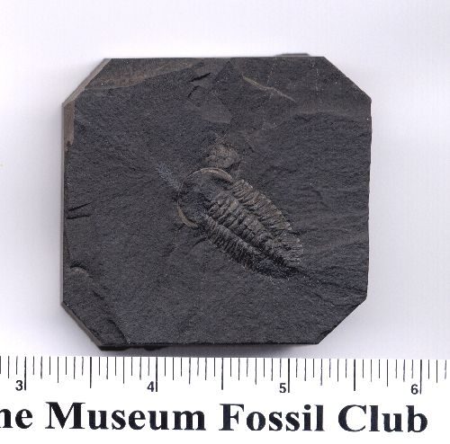Here is a complete Triarthrus trilobite.  The head is a little smashed up.