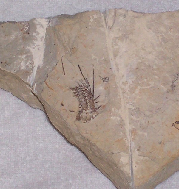 Unprepped Dicranurus Trilobite Fossil