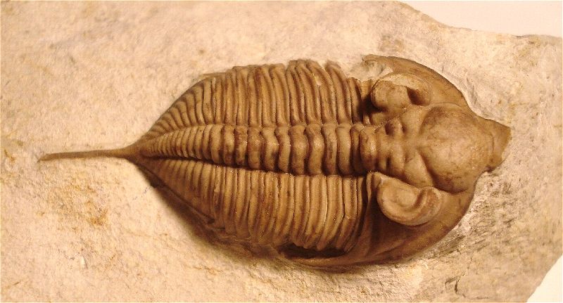 Another view of the Huntonia Trilobite