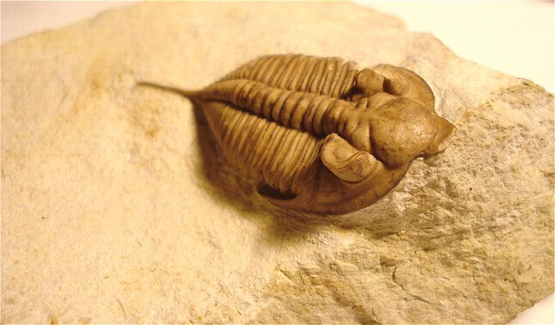 Huntonia Trilobite Fossil