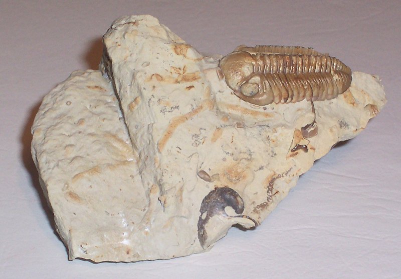 Unprepped Phaciphacops Trilobite