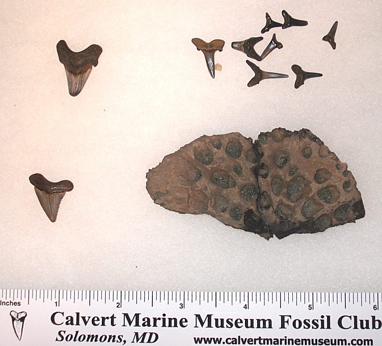 Here are the finds.  Nothing notable except for the Paleocarcharodon orientalis.