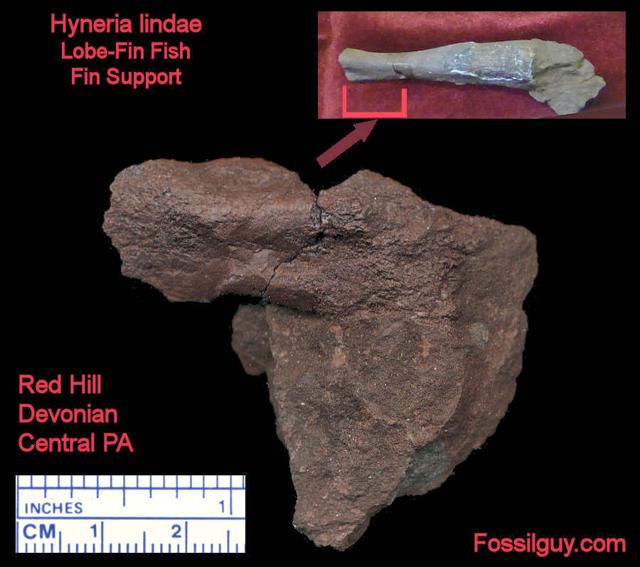This is a bone from the lobe-finned fish, Hyneria. It's a fin support bone, part of an arm or a leg.