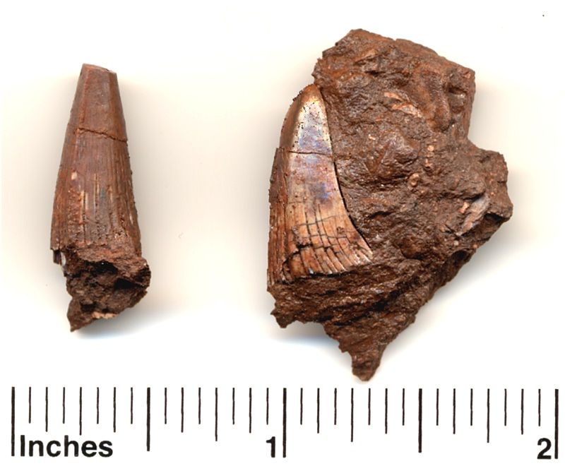 These are two Hyneria Lindae teeth.