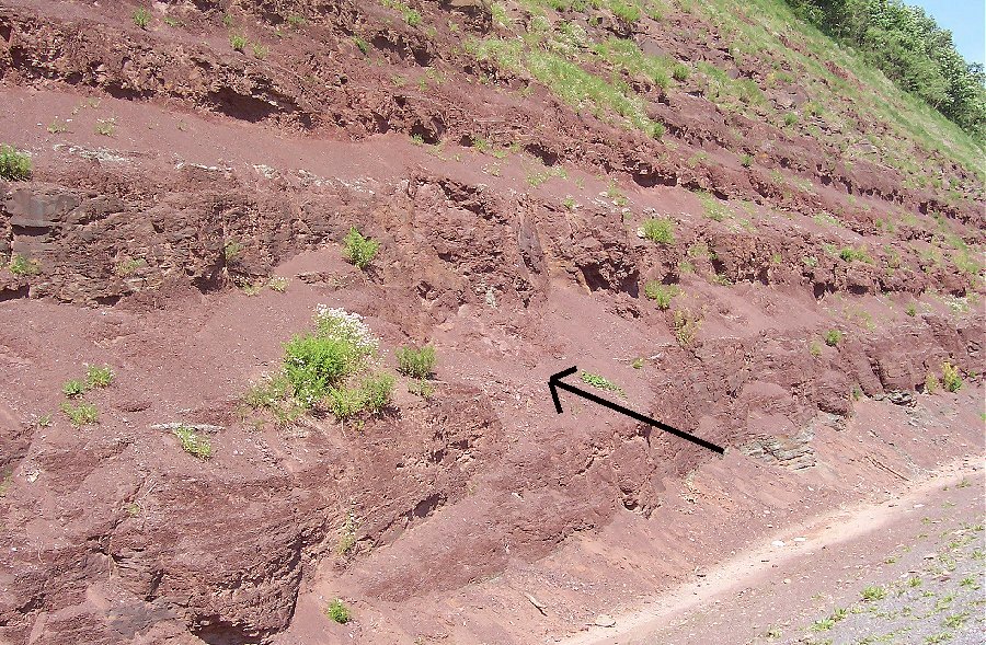 This image shows the exact spot where Hynerpeton bassetti, North Americas first Tetrapod, was discovered.