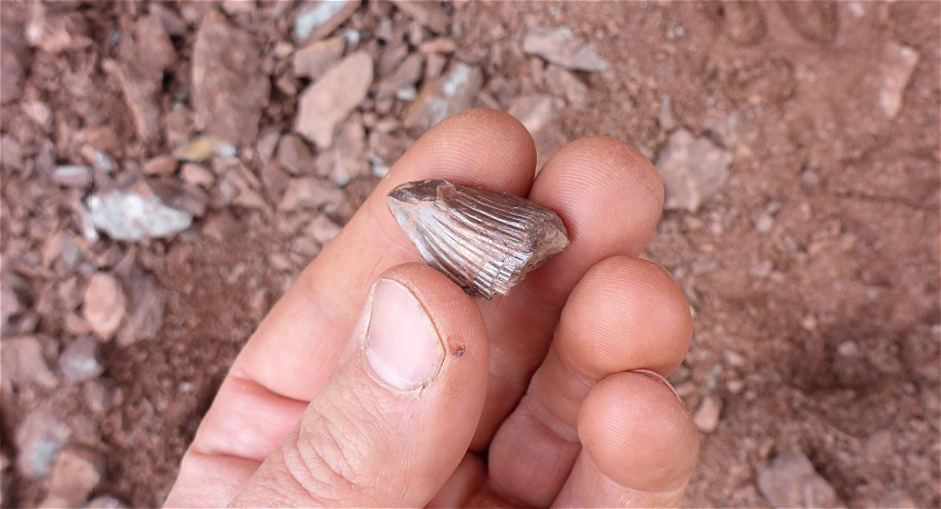 This is the fossil Hyneria tooth with feeding damage.