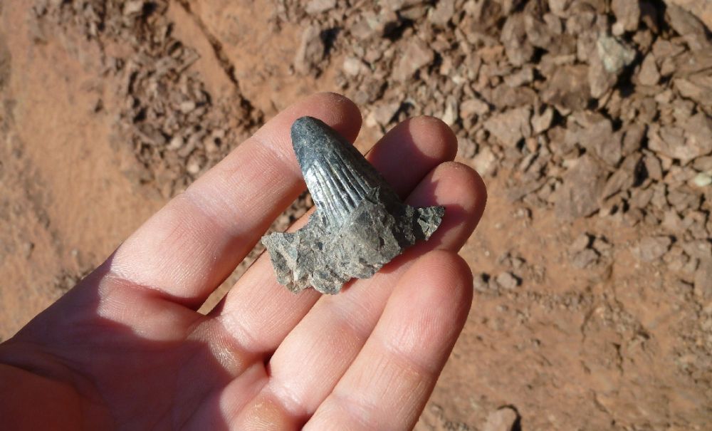 Larry found this outstanding fossil Hyneria tooth.  It has a nice black color, unlike the more common red color.