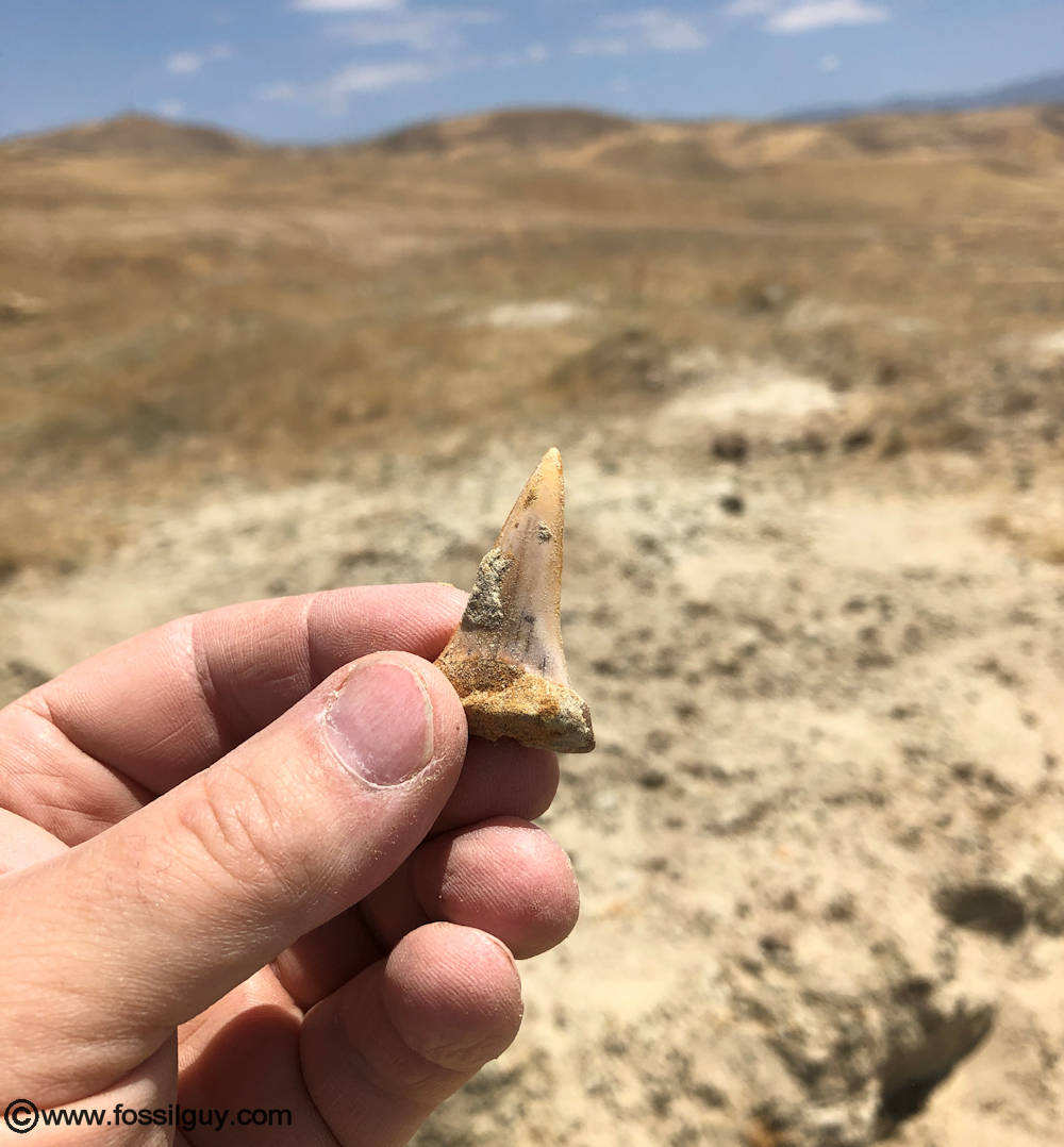 A C. hastalis fossil shark tooth that I found at Sharktooth Hill.
