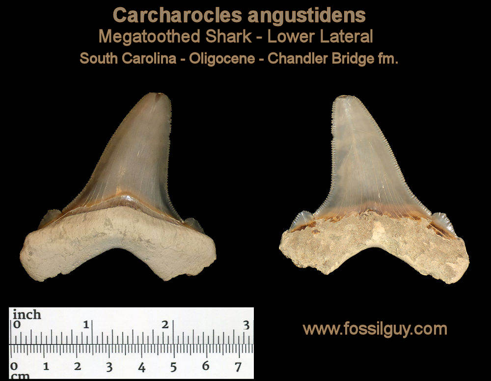 This is one of the better Carcharocles angustidens shark teeth that was found..