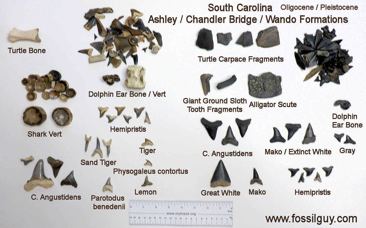 My fossil finds from South Carolina.
