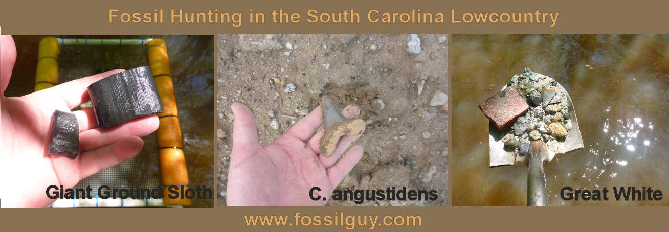 Fossil Hunting in the Lowcountry of South Carolina