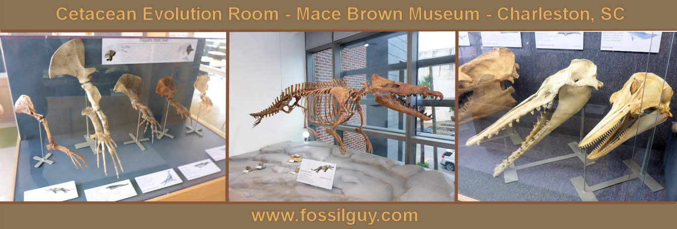 Cetacean evolution room at the Mace Brown Museum in Charleston.